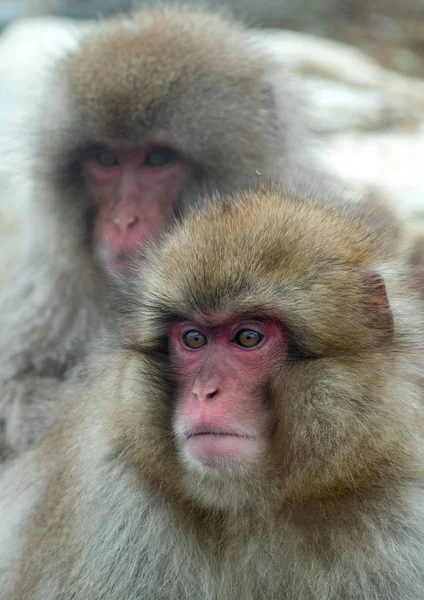 Close Retrato Macacos Japoneses Macacos Japoneses Nome Científico Macaca Fuscata — Fotografia de Stock