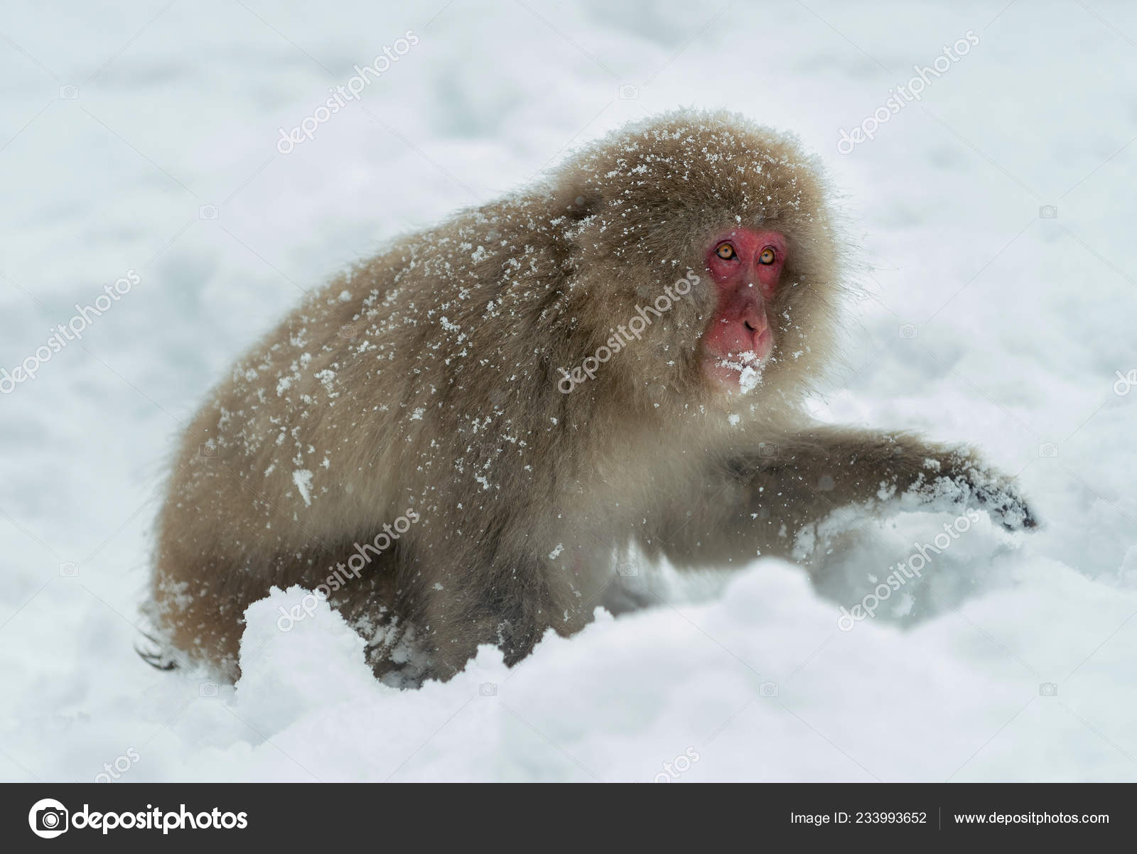 雪の上のニホンザル ニホンザル ニホンザル 雪猿とも呼ばれます 自然の生息地 冬のシーズン ストック写真 C Surzet