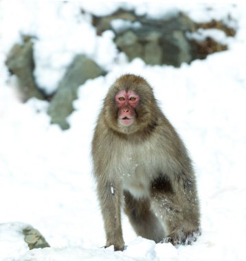 Japanese macaque on the snow. The Japanese macaque ( Scientific name: Macaca fuscata), also known as the snow monkey. Natural habitat, winter season. clipart