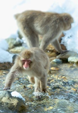 Japon makak atlama. Japon makak (bilimsel adı: Macaca fuscata), kar maymun olarak da bilinir. Doğal yaşam alanı, kış sezonu.