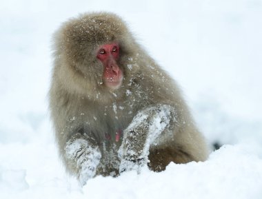 Japon makak kar üzerinde. Japon makak (bilimsel adı: Macaca fuscata), kar maymun olarak da bilinir. Doğal yaşam alanı, kış sezonu.