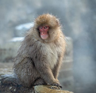 Doğal yakınındaki Japon makak kaplıcalar, suyun üstünde buhar. Japon makak (bilimsel adı: Macaca fuscata), kar maymun olarak da bilinir. Doğal yaşam alanı, kış sezonu.