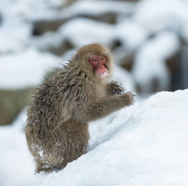 Japon makak kar üzerinde. Japon makak (bilimsel adı: Macaca fuscata), kar maymun olarak da bilinir. Doğal yaşam alanı, kış sezonu.