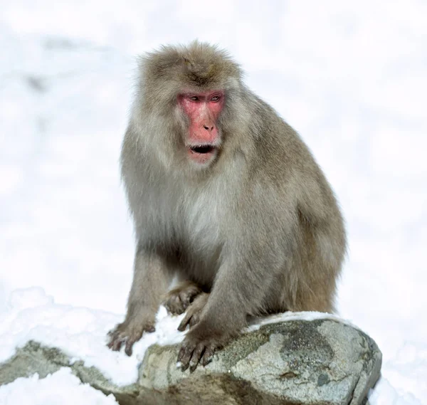Macaco Japonés Nieve Macaco Japonés Nombre Científico Macaca Fuscata También —  Fotos de Stock