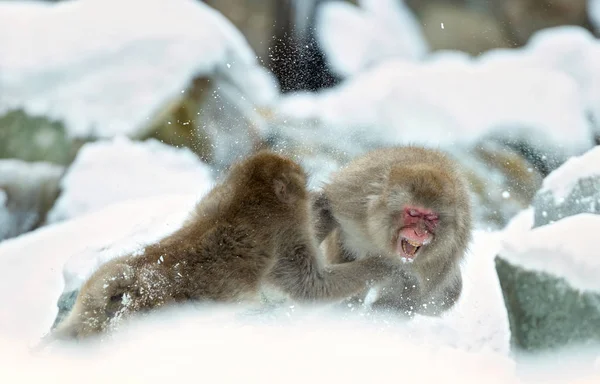 Dvou Japonských Makaků Bojuje Sněhu Japonskou Makaka Vědecký Název Macaca — Stock fotografie