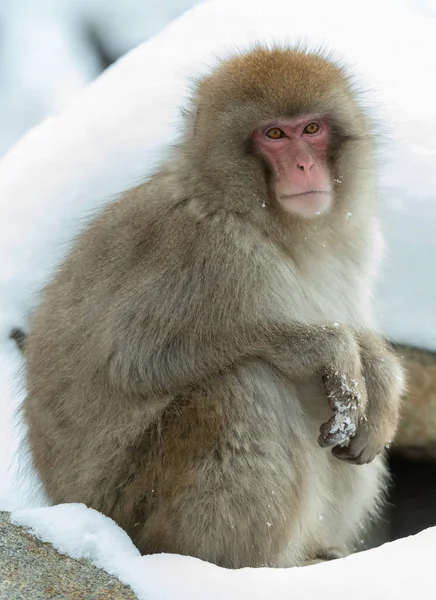 关闭日本猕猴 日本猕猴 科学名称 也被称为雪猴 自然栖息地 — 图库照片