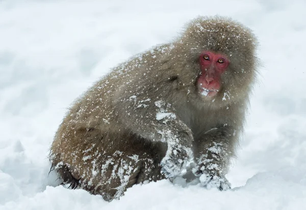 雪の上のニホンザル ニホンザル ニホンザル 雪猿とも呼ばれます 自然の生息地 冬のシーズン — ストック写真