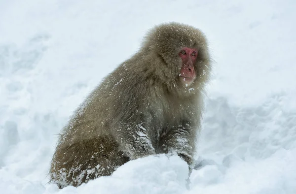 雪の上のニホンザル ニホンザル ニホンザル 雪猿とも呼ばれます 自然の生息地 冬のシーズン — ストック写真