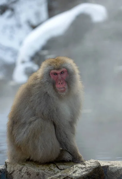 Macaco Japonés Cerca Las Aguas Termales Naturales Vapor Sobre Agua — Foto de Stock