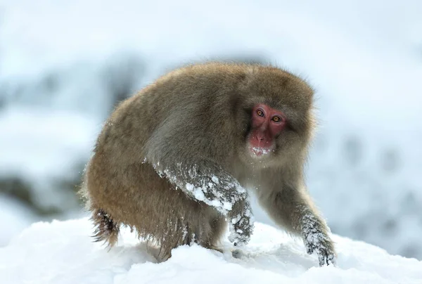 Makak Červenolící Sněhu Japonskou Makaka Vědecký Název Macaca Fuscata Také — Stock fotografie