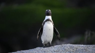 Akşam alacakaranlık taş Afrika penguen. Afrika penguen bilimsel adı: jackass penguen ve kara ayaklı penguen da bilinen Spheniscus demersus. Kayalar koloni. Güney Afrika