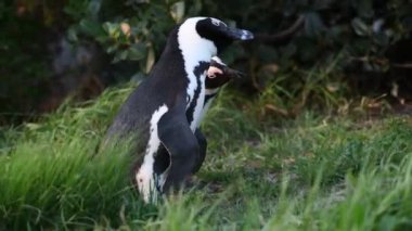 Afrika penguenler. Afrika penguen, bilimsel adı: Spheniscus demersus olarak da bilinir ve kara ayaklı penguen. Güney Afrika. 4k