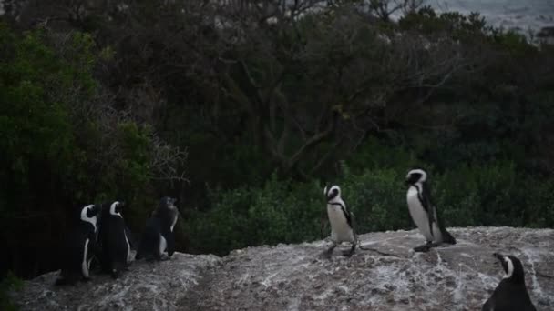 Afrikaanse Pinguïns Het Rotsblok Bij Avondschemering Afrikaanse Pinguïn Wetenschappelijke Naam — Stockvideo
