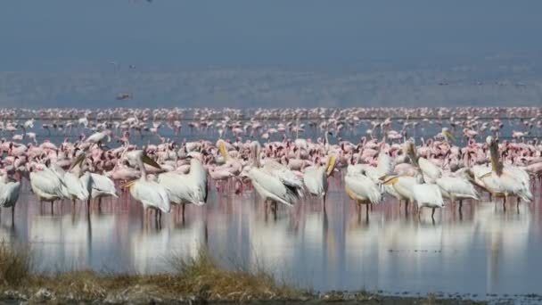 Grandes Pelícanos Blancos Flamencos Colonia Flamencos Lago Natron Menor Flamingo — Vídeos de Stock