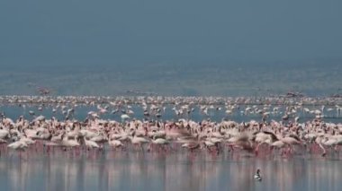 Natron Gölü flamingolar kolonisi. Küçük Flamingo bilimsel adı: Phoenicoparrus küçük. Tanzanya, Afrika 4k