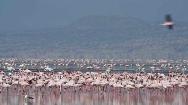 Kolonie Flamingo Het Natron Meer Mindere Flamingo Wetenschappelijke Naam Phoenicoparrus — Stockvideo