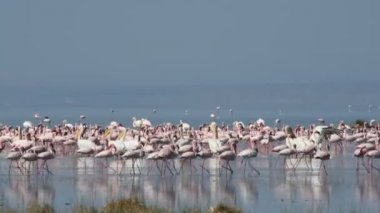 Natron Gölü flamingolar kolonisi. Küçük Flamingo bilimsel adı: Phoenicoparrus küçük. Tanzanya, Afrika 4k