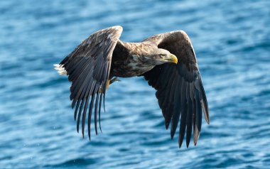 Mavi okyanus üzerinde uçan yetişkin ak kuyruklu kartal. Bilimsel adı: Haliaeetus albicilla, olarak da bilinen ern, erne, gri kartal, Avrasya deniz kartal ve ak kuyruklu deniz-kartal. Doğal yaşam alanı