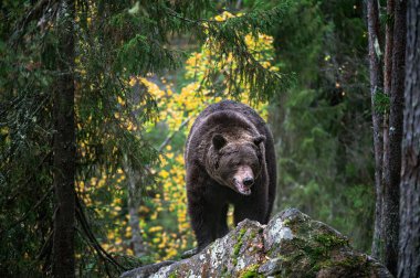 Bear on a rocks. Adult Big Brown Bear in the autumn forest. Scientific name: Ursus arctos. Autumn season, natural habitat. clipart