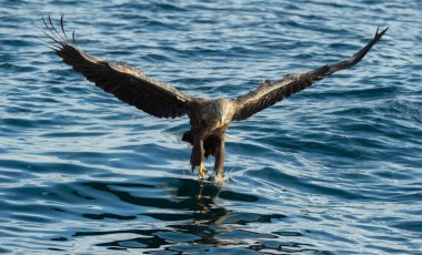 Mavi okyanus üzerinde uçan yetişkin ak kuyruklu kartal. Bilimsel adı: Haliaeetus albicilla, olarak da bilinen ern, erne, gri kartal, Avrasya deniz kartal ve ak kuyruklu deniz-kartal. Doğal yaşam alanı