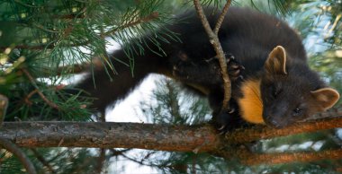Avrupa çam çam sansarı çalşma Avrupa'nın ve daha az yaygın olarak da bilinen pineten, baum sansar veya tatlı sansar olarak en bilinen sansar (Martes martes),