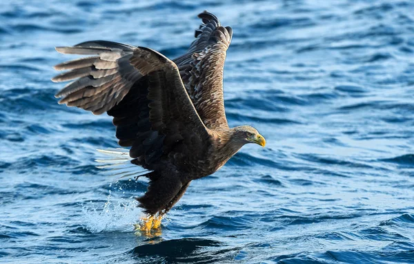 Der Ausgewachsene Seeadler Fliegt Über Den Blauen Ozean Wissenschaftlicher Name — Stockfoto