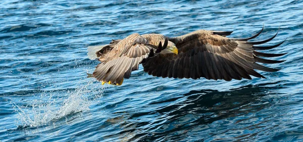 Der Ausgewachsene Seeadler Fliegt Über Den Blauen Ozean Wissenschaftlicher Name — Stockfoto