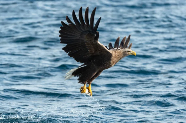 アダルト オジロワシ青い海の上を飛んでします Haliaeetus アマオブネ として知られているの Ern アーン湖 灰色のワシ ユーラシアの海ワシ 自然の生息地 — ストック写真