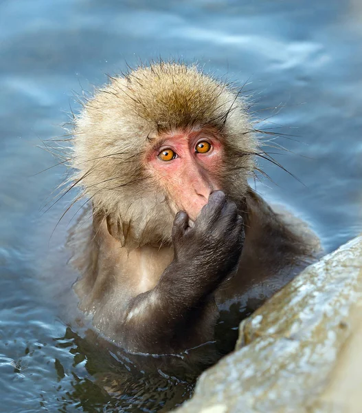 日本猕猴在天然温泉的水中 日本猕猴 科学名称 也被称为雪猴 自然栖息地 — 图库照片