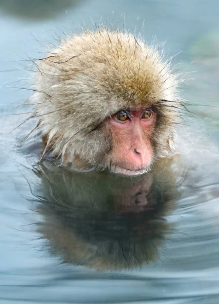 Macaque Japonais Dans Eau Des Sources Chaudes Naturelles Macaque Japonais — Photo