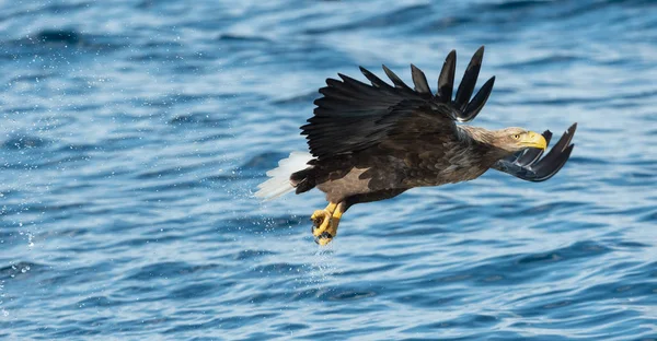 成年白尾鹰在蓝色的海洋上飞翔 科学名称 白马海雀 又名海牛 欧亚海鹰和白尾海鹰 自然栖息地 — 图库照片