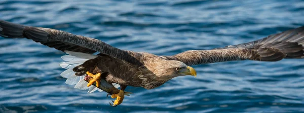 Aigle Queue Blanche Adulte Pêchant Dans Océan Bleu Nom Scientifique — Photo