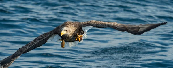 Aquila Dalla Coda Bianca Adulta Che Sorvola Oceano Blu Nome — Foto Stock