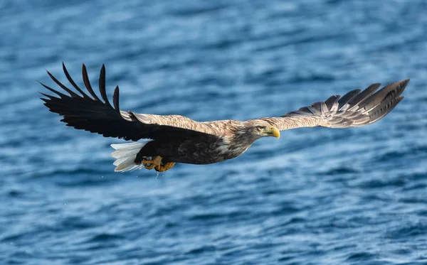 Águila Cola Blanca Adulta Volando Sobre Océano Azul Nombre Científico — Foto de Stock