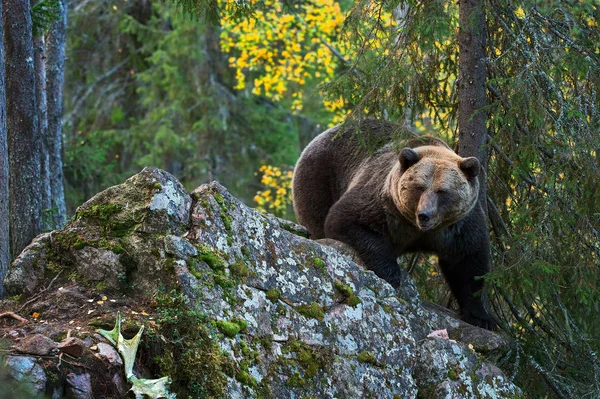 石に耐えます 秋の森の大人の大きな茶色のクマ 科学的な名前 Ursus Arctos 秋の季節に 自然の生息地 — ストック写真