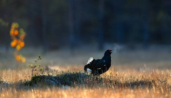 Portret Van Een Lekking Korhoen Tetrao Tetrix Met Stoom Adem — Stockfoto