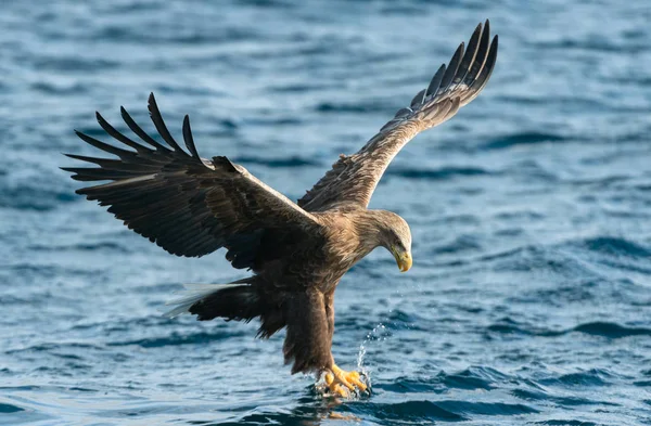 Águila Cola Blanca Adulta Movimiento Sobre Océano Azul Nombre Científico —  Fotos de Stock