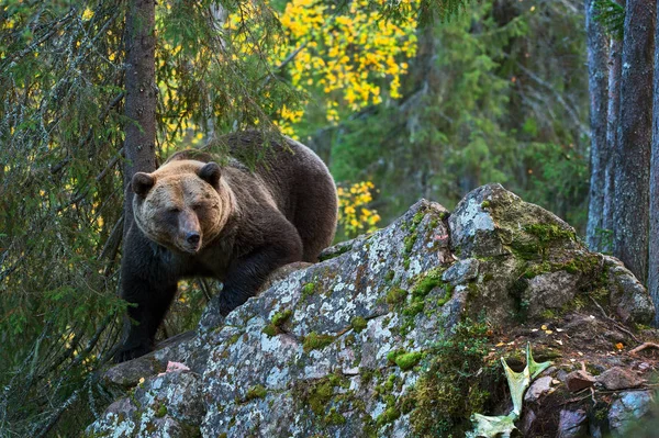 Ведмідь Каменях Дорослий Великий Коричневий Ведмідь Осінньому Лісі Наукова Назва — стокове фото