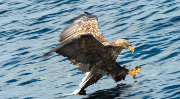 Der Ausgewachsene Seeadler Fliegt Über Den Blauen Ozean Wissenschaftlicher Name — Stockfoto