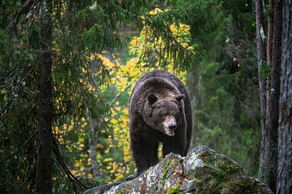Φέρουν Πάνω Βράχια Ενηλίκων Μεγάλη Καφέ Αρκούδα Στο Δάσος Φθινόπωρο — Φωτογραφία Αρχείου
