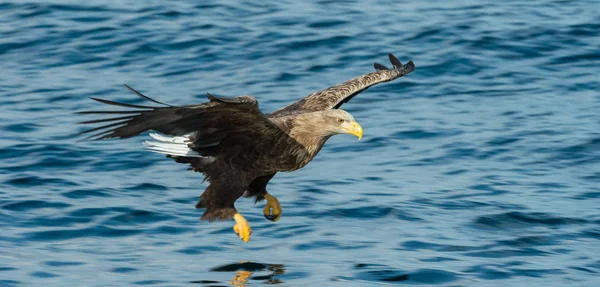Mavi Okyanus Üzerinde Uçan Yetişkin Kuyruklu Kartal Bilimsel Adı Haliaeetus — Stok fotoğraf