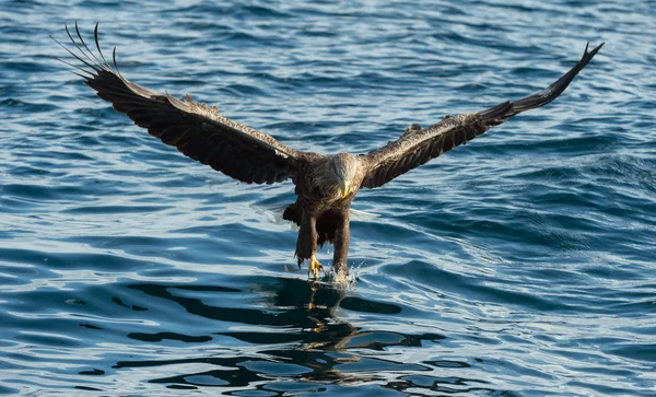 成年白尾鹰在蓝色的海洋上飞翔 科学名称 白马海雀 又名海牛 欧亚海鹰和白尾海鹰 自然栖息地 — 图库照片