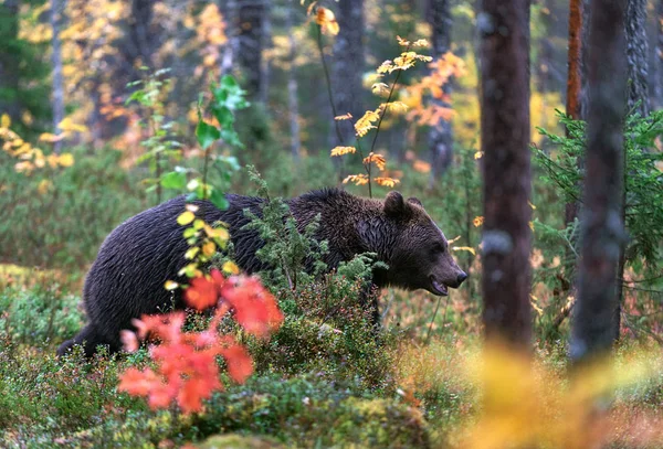 Boz Ayı Sonbahar Ormanın Içinde Bilimsel Adı Ursus Arctos Doğal — Stok fotoğraf