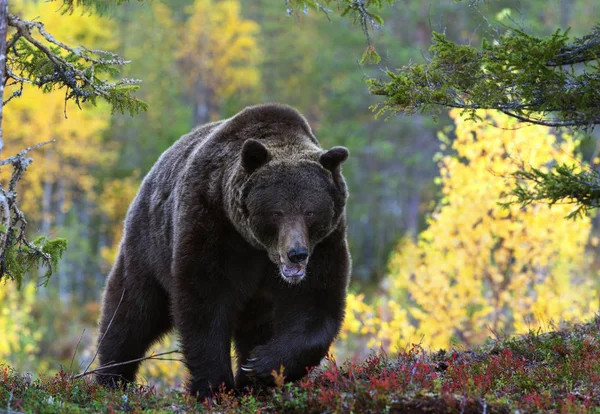 Бурый Медведь Осеннем Лесу Научное Название Ursus Arctos Естественная Среда — стоковое фото