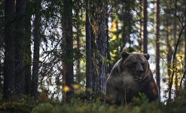 Бурый Медведь Осеннем Лесу Вечерние Сумерки Научное Название Ursus Arctos — стоковое фото