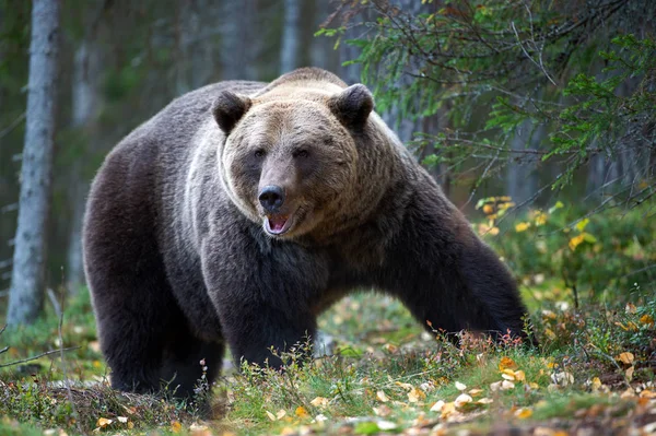 Бурий Ведмідь Осінньому Лісі Наукова Назва Урсус Arctos Природному Середовищі — стокове фото