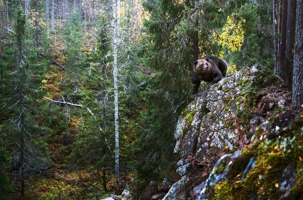 石に耐えます 秋の森の大人の大きな茶色のクマ 科学的な名前 Ursus Arctos 秋の季節に 自然の生息地 — ストック写真