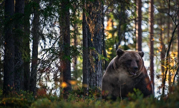 Brown Bear Autumn Forest Evening Twilight Scientific Name Ursus Arctos — Stock Photo, Image