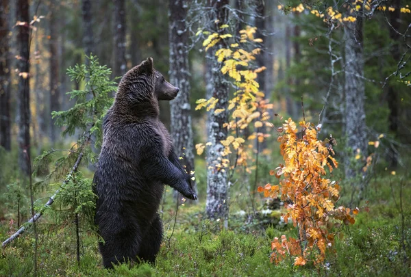 Hnědý Medvěd Stojící Zadních Nohách Podzimním Lese Vědecký Název Ursus — Stock fotografie