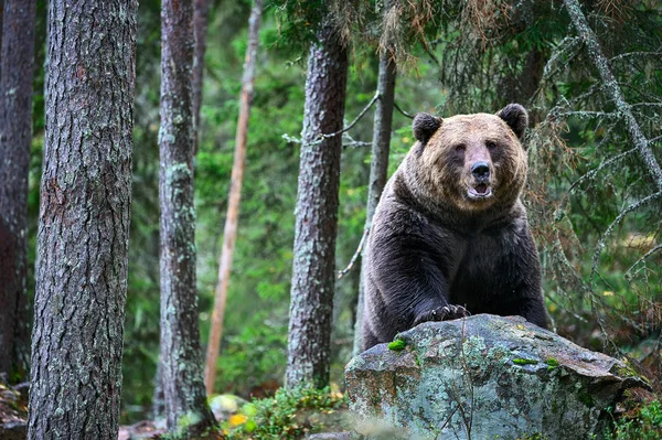 Bär Auf Einem Felsen Erwachsener Großer Braunbär Herbstwald Wissenschaftlicher Name — Stockfoto